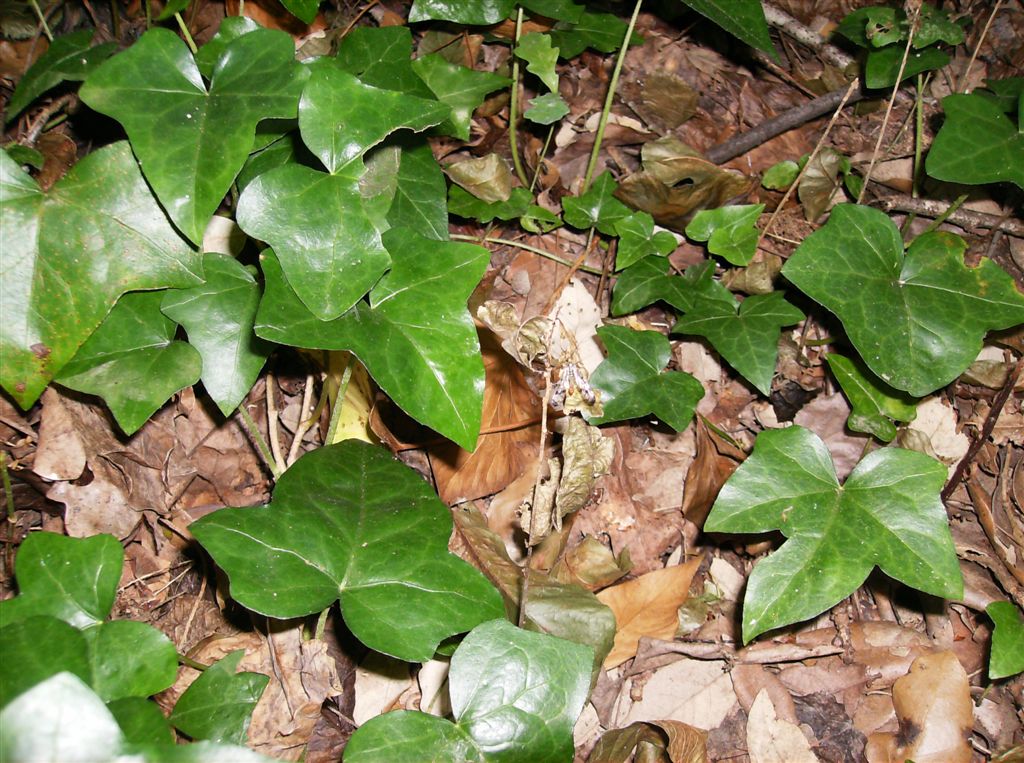 Pianta degli Astroni - Hedera Helix